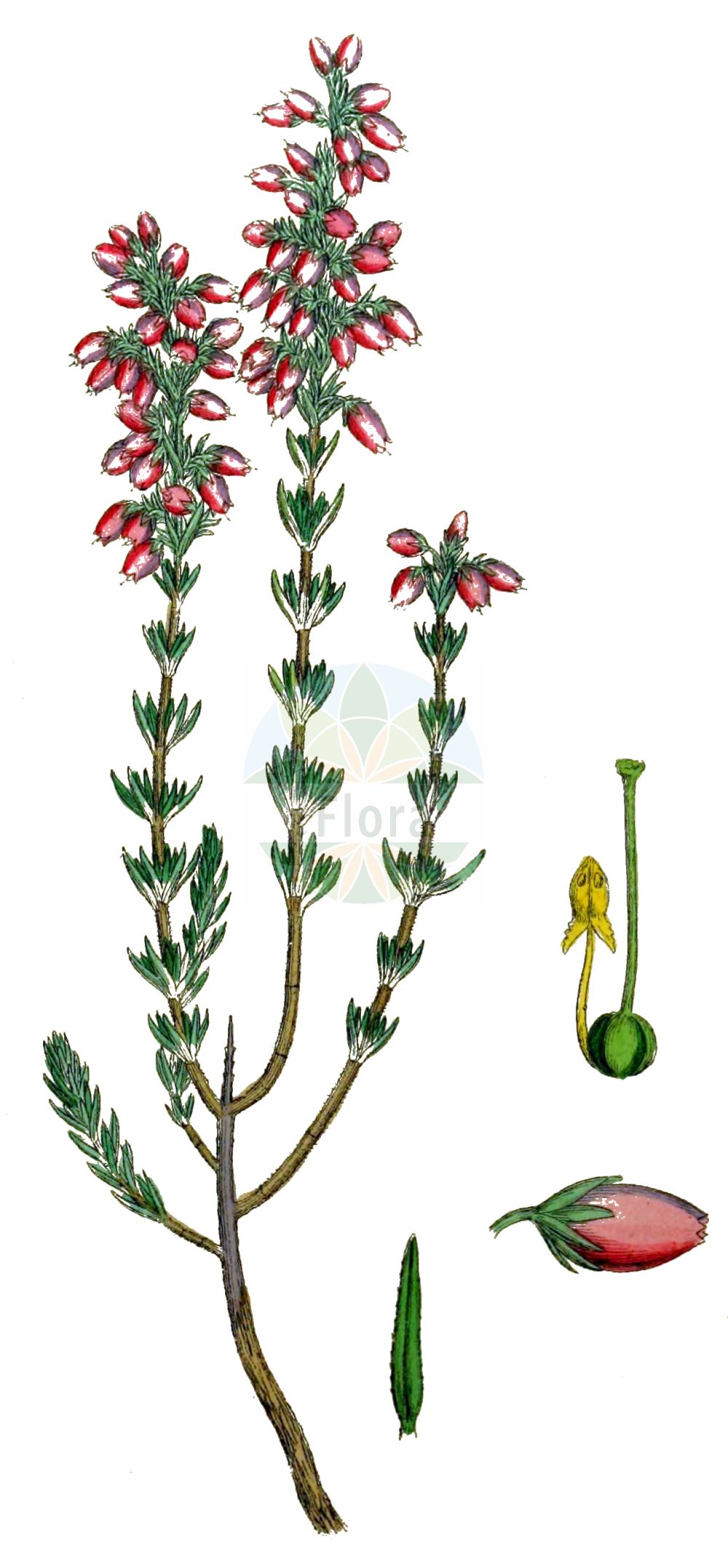Historische Abbildung von Erica cinerea (Graue Heide - Bell Heather). Das Bild zeigt Blatt, Bluete, Frucht und Same. ---- Historical Drawing of Erica cinerea (Graue Heide - Bell Heather). The image is showing leaf, flower, fruit and seed.(Erica cinerea,Graue Heide,Bell Heather,Erica cinerea,Graue Heide,Aschgraue Heide,Grauheide,Bell Heather,Scotch Heath,Fine-leaved Heath,Twisted Heath,Erica,Heide,Heath,Ericaceae,Heidekrautgewächse,Heath family,Blatt,Bluete,Frucht,Same,leaf,flower,fruit,seed,Sowerby (1790-1813))