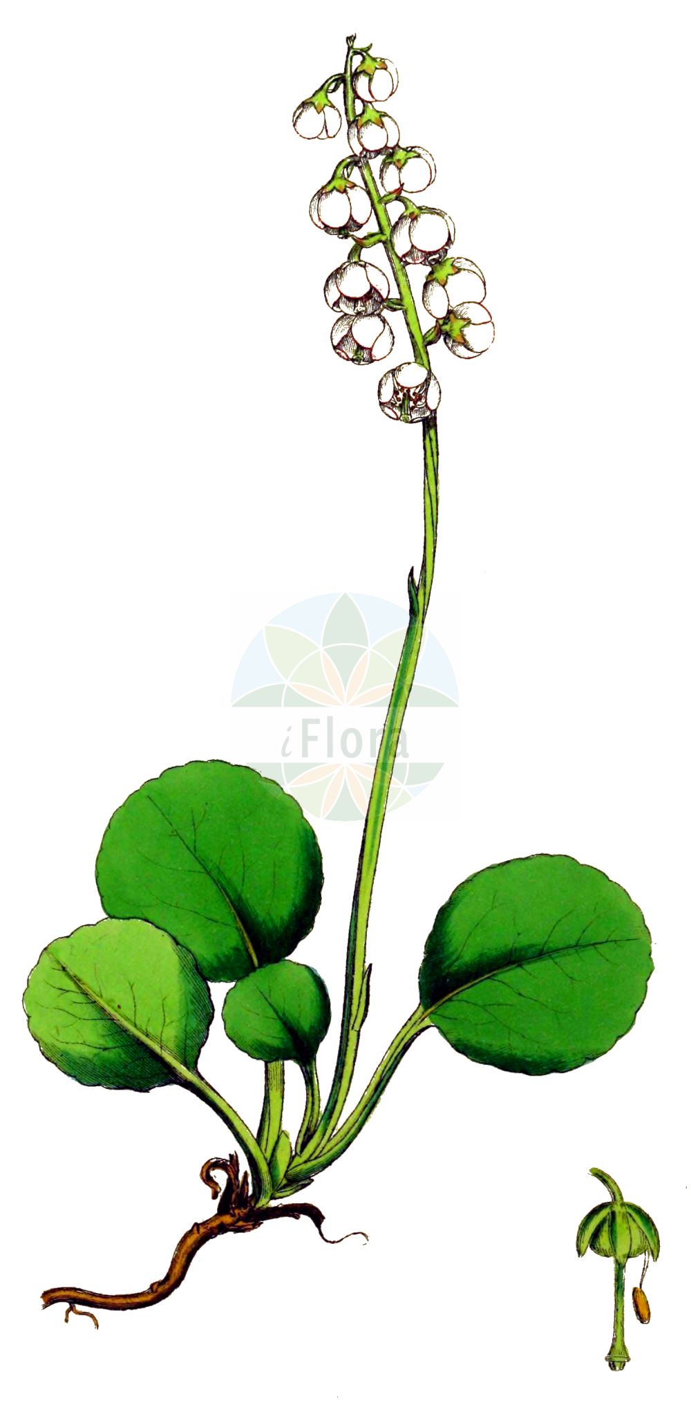 Historische Abbildung von Pyrola media (Mittleres Wintergrün - Intermediate Wintergreen). Das Bild zeigt Blatt, Bluete, Frucht und Same. ---- Historical Drawing of Pyrola media (Mittleres Wintergrün - Intermediate Wintergreen). The image is showing leaf, flower, fruit and seed.(Pyrola media,Mittleres Wintergrün,Intermediate Wintergreen,Pyrola intermedia,Pyrola media,Mittleres Wintergruen,Intermediate Wintergreen,Pyrola,Wintergrün,Wintergreen,Ericaceae,Heidekrautgewächse,Heath family,Blatt,Bluete,Frucht,Same,leaf,flower,fruit,seed,Sowerby (1790-1813))