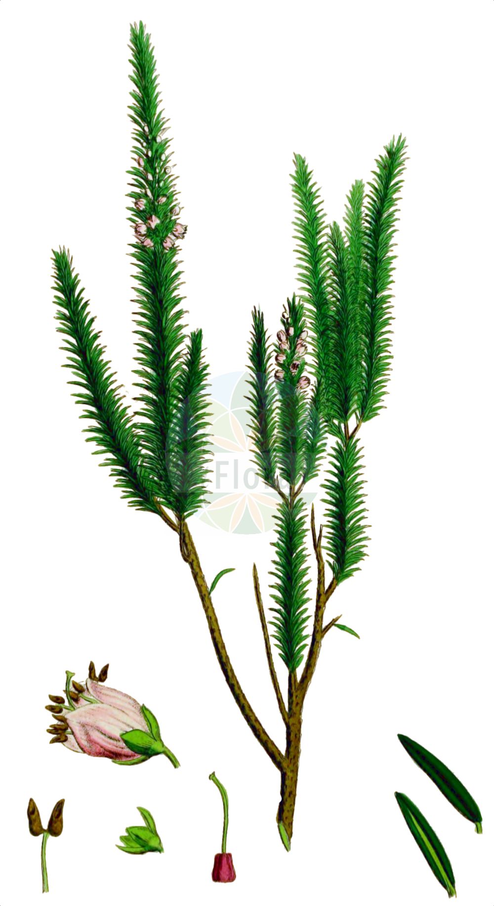 Historische Abbildung von Erica vagans (Cornish Heath). Das Bild zeigt Blatt, Bluete, Frucht und Same. ---- Historical Drawing of Erica vagans (Cornish Heath). The image is showing leaf, flower, fruit and seed.(Erica vagans,Cornish Heath,Erica vagans,Erica,Heide,Heath,Ericaceae,Heidekrautgewächse,Heath family,Blatt,Bluete,Frucht,Same,leaf,flower,fruit,seed,Sowerby (1790-1813))