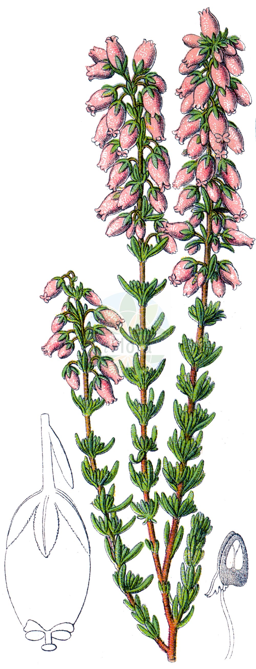 Historische Abbildung von Erica cinerea (Graue Heide - Bell Heather). Das Bild zeigt Blatt, Bluete, Frucht und Same. ---- Historical Drawing of Erica cinerea (Graue Heide - Bell Heather). The image is showing leaf, flower, fruit and seed.(Erica cinerea,Graue Heide,Bell Heather,Erica cinerea,Graue Heide,Aschgraue Heide,Grauheide,Bell Heather,Scotch Heath,Fine-leaved Heath,Twisted Heath,Erica,Heide,Heath,Ericaceae,Heidekrautgewächse,Heath family,Blatt,Bluete,Frucht,Same,leaf,flower,fruit,seed,Sturm (1796f))