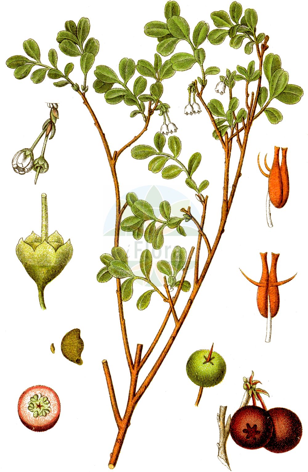 Historische Abbildung von Vaccinium uliginosum (Rauschbeere - Bog Bilberry). Das Bild zeigt Blatt, Bluete, Frucht und Same. ---- Historical Drawing of Vaccinium uliginosum (Rauschbeere - Bog Bilberry). The image is showing leaf, flower, fruit and seed.(Vaccinium uliginosum,Rauschbeere,Bog Bilberry,Vaccinium gaultherioides,Vaccinium uliginosum,Vaccinium uliginosum var. microphyllum,Rauschbeere,Gaultheria-aehnliche Rauschbeere,Gebirgs-Moorbeere,Moorbeere,Moor-Heidelbeere,Sumpf-Heidelbeere,Trunkelbeere,Bog Bilberry,Alpine Blueberry,Bog Blueberry,Bog Whortleberry,Northern Bilberry,Vaccinium,Heidelbeere,Blueberry,Ericaceae,Heidekrautgewächse,Heath family,Blatt,Bluete,Frucht,Same,leaf,flower,fruit,seed,Sturm (1796f))
