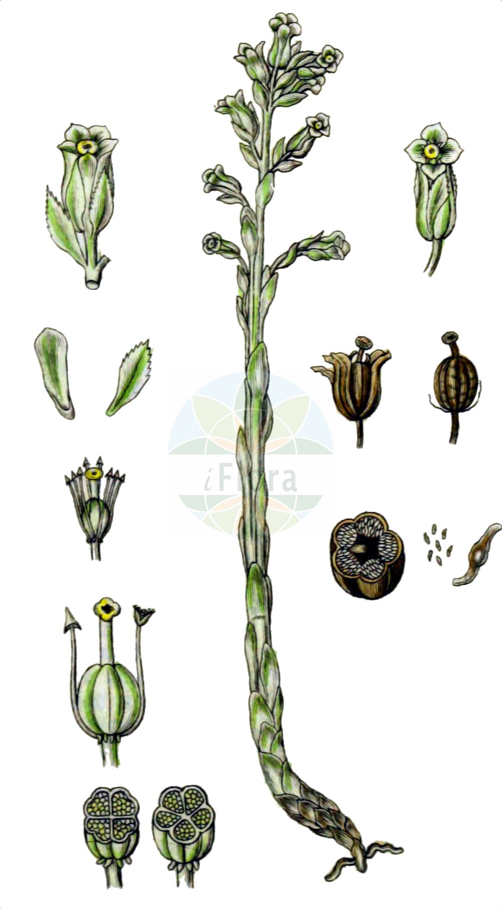 Historische Abbildung von Hypopitys monotropa (Echter Fichtenspargel - Yellow Bird's-nest). Das Bild zeigt Blatt, Bluete, Frucht und Same. ---- Historical Drawing of Hypopitys monotropa (Echter Fichtenspargel - Yellow Bird's-nest). The image is showing leaf, flower, fruit and seed.(Hypopitys monotropa,Echter Fichtenspargel,Yellow Bird's-nest,Hypopitys monotropa,Hypopitys multiflora,Monotropa hirsuta,Monotropa hypopitys,Monotropa hypopitys var. hirsuta,Echter Fichtenspargel,Yellow Bird's-nest,Hypopitys,Fichtenspargel,Bird's-nest,Ericaceae,Heidekrautgewächse,Heath family,Blatt,Bluete,Frucht,Same,leaf,flower,fruit,seed,Sturm (1796f))