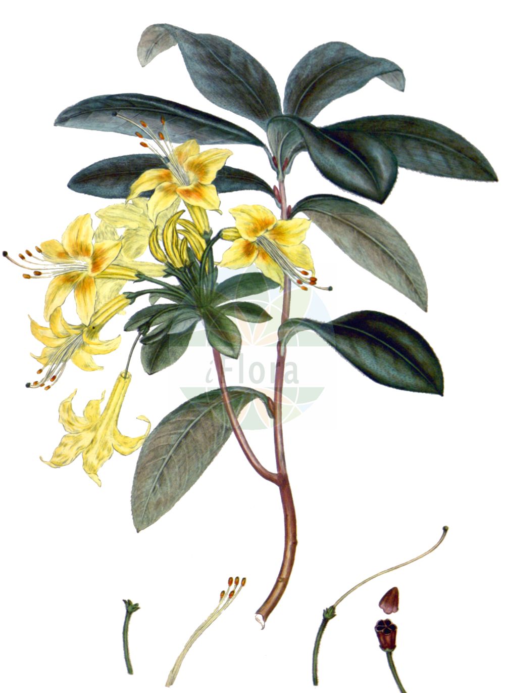 Historische Abbildung von Rhododendron luteum (Yellow Azalea). Das Bild zeigt Blatt, Bluete, Frucht und Same. ---- Historical Drawing of Rhododendron luteum (Yellow Azalea). The image is showing leaf, flower, fruit and seed.(Rhododendron luteum,Yellow Azalea,Azalea pontica,Rhododendron flavum,Rhododendron luteum,Rhododendron,Alpenrose,Ericaceae,Heidekrautgewächse,Heath family,Blatt,Bluete,Frucht,Same,leaf,flower,fruit,seed,Andrews (1802-1809))