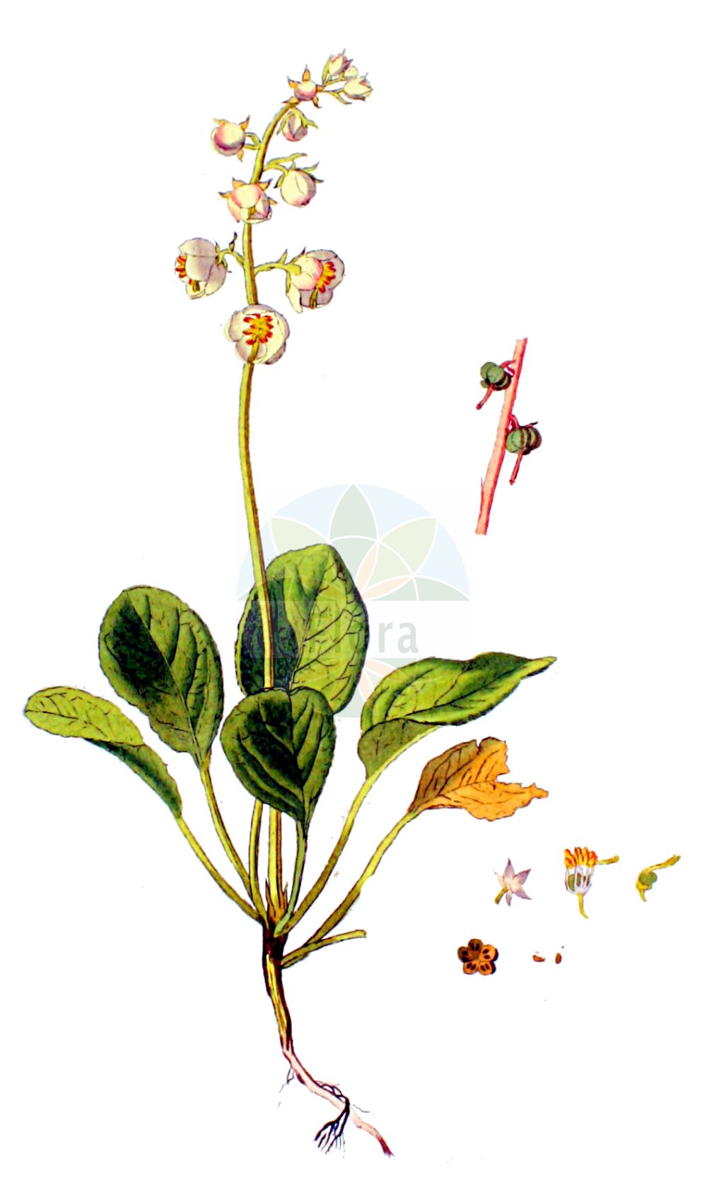 Historische Abbildung von Pyrola rotundifolia agg. (Rundblättriges Wintergrün - Round-leaved Wintergreen). Das Bild zeigt Blatt, Bluete, Frucht und Same. ---- Historical Drawing of Pyrola rotundifolia agg. (Rundblättriges Wintergrün - Round-leaved Wintergreen). The image is showing leaf, flower, fruit and seed.(Pyrola rotundifolia agg.,Rundblättriges Wintergrün,Round-leaved Wintergreen,Rundblaettriges Wintergruen,Duenen-Wintergruen,Round-leaved Wintergreen,Larger Wintergreen,Shinleaf,Pyrola,Wintergrün,Wintergreen,Ericaceae,Heidekrautgewächse,Heath family,Blatt,Bluete,Frucht,Same,leaf,flower,fruit,seed,Kops (1800-1934))