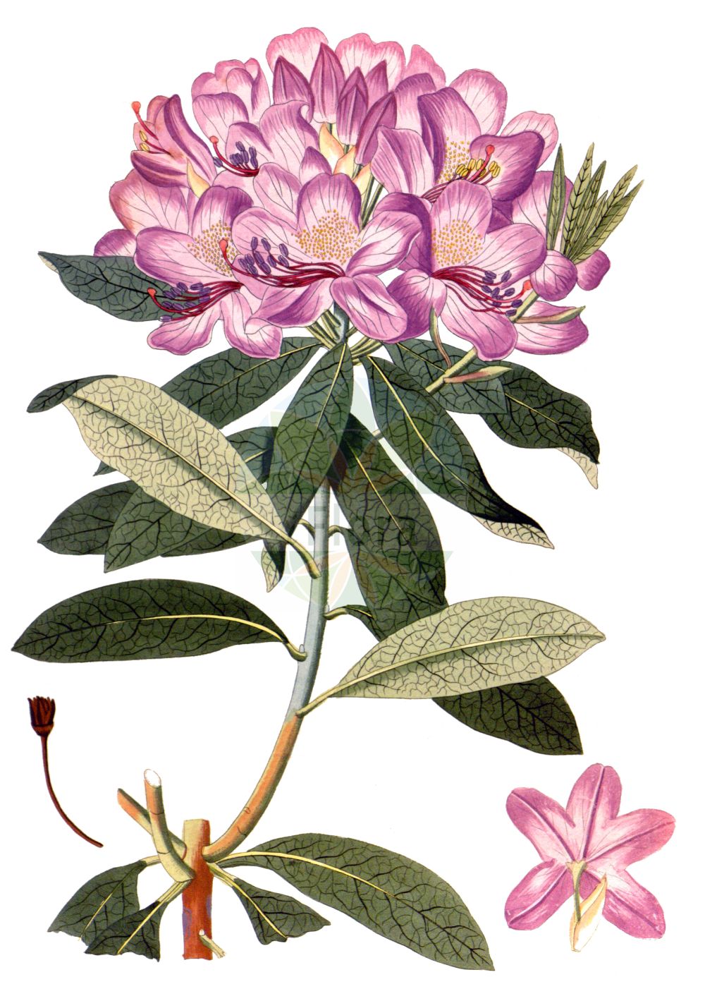 Historische Abbildung von Rhododendron ponticum (Rhododendron). Das Bild zeigt Blatt, Bluete, Frucht und Same. ---- Historical Drawing of Rhododendron ponticum (Rhododendron). The image is showing leaf, flower, fruit and seed.(Rhododendron ponticum,Rhododendron,Rhododendron ponticum,Rhododendron,Alpenrose,Ericaceae,Heidekrautgewächse,Heath family,Blatt,Bluete,Frucht,Same,leaf,flower,fruit,seed,Krauss (1802f))