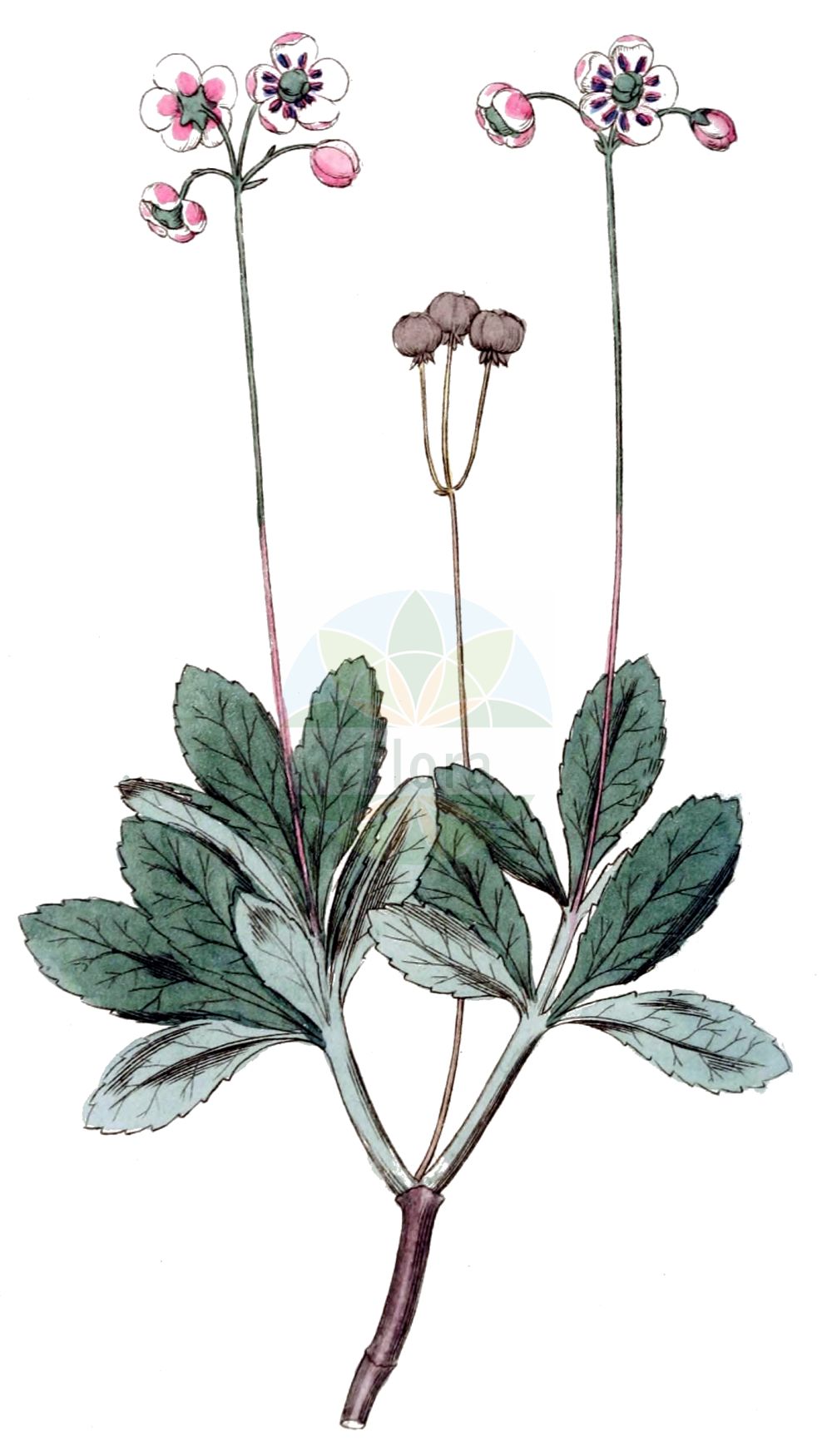 Historische Abbildung von Chimaphila umbellata (Dolden-Winterlieb - Pipsissewa). Das Bild zeigt Blatt, Bluete, Frucht und Same. ---- Historical Drawing of Chimaphila umbellata (Dolden-Winterlieb - Pipsissewa). The image is showing leaf, flower, fruit and seed.(Chimaphila umbellata,Dolden-Winterlieb,Pipsissewa,Chimaphila umbellata,Pyrola umbellata,Dolden-Winterlieb,Doldiges Winterlieb,Pipsissewa,Common Pipsissewa,Umbellate Wintergreen,Chimaphila,Winterlieb,Prince's Pine,Ericaceae,Heidekrautgewächse,Heath family,Blatt,Bluete,Frucht,Same,leaf,flower,fruit,seed,Svensk Botanik (Svensk Botanik))