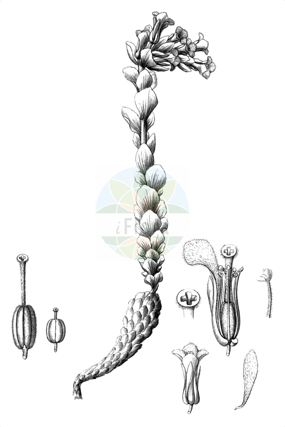 Historische Abbildung von Hypopitys monotropa (Echter Fichtenspargel - Yellow Bird's-nest). Das Bild zeigt Blatt, Bluete, Frucht und Same. ---- Historical Drawing of Hypopitys monotropa (Echter Fichtenspargel - Yellow Bird's-nest). The image is showing leaf, flower, fruit and seed.(Hypopitys monotropa,Echter Fichtenspargel,Yellow Bird's-nest,Hypopitys monotropa,Hypopitys multiflora,Monotropa hirsuta,Monotropa hypopitys,Monotropa hypopitys var. hirsuta,Echter Fichtenspargel,Yellow Bird's-nest,Hypopitys,Fichtenspargel,Bird's-nest,Ericaceae,Heidekrautgewächse,Heath family,Blatt,Bluete,Frucht,Same,leaf,flower,fruit,seed,Reichenbach (1823-1832))