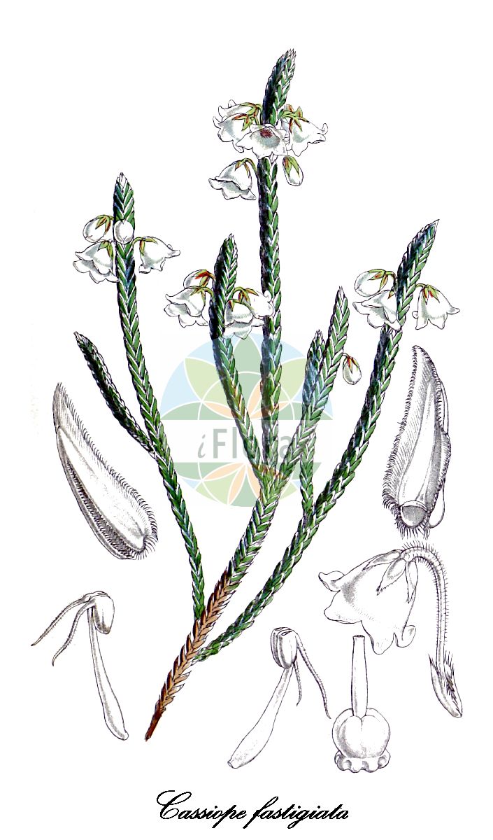 Historische Abbildung von Cassiope fastigiata. Das Bild zeigt Blatt, Bluete, Frucht und Same. ---- Historical Drawing of Cassiope fastigiata. The image is showing leaf, flower, fruit and seed.(Cassiope fastigiata,Cassiope,Schuppenheide,Moss heather,Ericaceae,Heidekrautgewächse,Heath Family,Blatt,Bluete,Frucht,Same,leaf,flower,fruit,seed,Curtis Botanical Magazine (1854))
