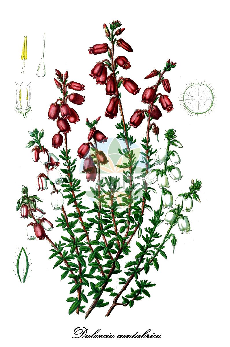 Historische Abbildung von Daboecia cantabrica (Irische Glanzheide - St Dabeoc's Heath). Das Bild zeigt Blatt, Bluete, Frucht und Same. ---- Historical Drawing of Daboecia cantabrica (Irische Glanzheide - St Dabeoc's Heath). The image is showing leaf, flower, fruit and seed.(Daboecia cantabrica,Irische Glanzheide,St Dabeoc's Heath,Andromeda daboecii,Bryanthus polyfolius,Daboecia polyfolia,Erica daboecii,Menziesia daboecii,Menziesia polyfolia,Vaccinium cantabricum,Daboecia,Glanzheide,Ericaceae,Heidekrautgewächse,Heath Family,Blatt,Bluete,Frucht,Same,leaf,flower,fruit,seed,Gartenflora (1898))