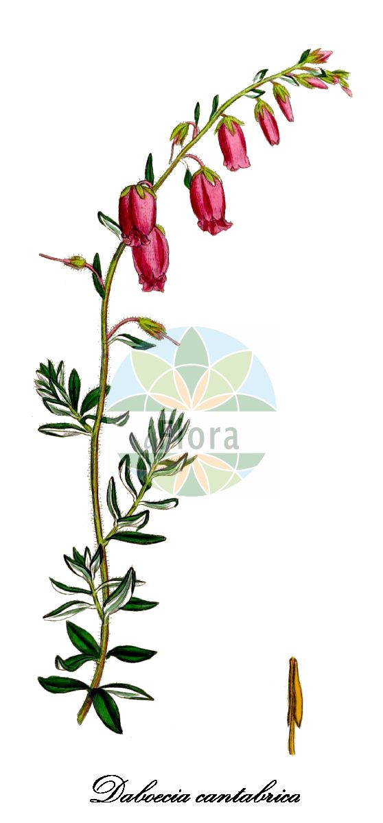 Historische Abbildung von Daboecia cantabrica (Irische Glanzheide - St Dabeoc's Heath). Das Bild zeigt Blatt, Bluete, Frucht und Same. ---- Historical Drawing of Daboecia cantabrica (Irische Glanzheide - St Dabeoc's Heath). The image is showing leaf, flower, fruit and seed.(Daboecia cantabrica,Irische Glanzheide,St Dabeoc's Heath,Andromeda daboecii,Bryanthus polyfolius,Daboecia polyfolia,Erica daboecii,Menziesia daboecii,Menziesia polyfolia,Vaccinium cantabricum,Daboecia,Glanzheide,Ericaceae,Heidekrautgewächse,Heath Family,Blatt,Bluete,Frucht,Same,leaf,flower,fruit,seed,Sowerby (1790-1813))