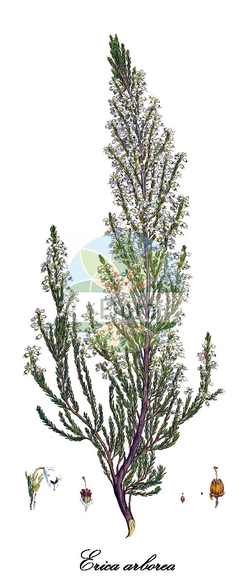 Historische Abbildung von Erica arborea (Baum-Heide - Tree Heath). Das Bild zeigt Blatt, Bluete, Frucht und Same. ---- Historical Drawing of Erica arborea (Baum-Heide - Tree Heath). The image is showing leaf, flower, fruit and seed.(Erica arborea,Baum-Heide,Tree Heath,Erica riojana,Erica,Heide,Heath,Ericaceae,Heidekrautgewächse,Heath Family,Blatt,Bluete,Frucht,Same,leaf,flower,fruit,seed,Sibthorp & Smith (1806-1840))
