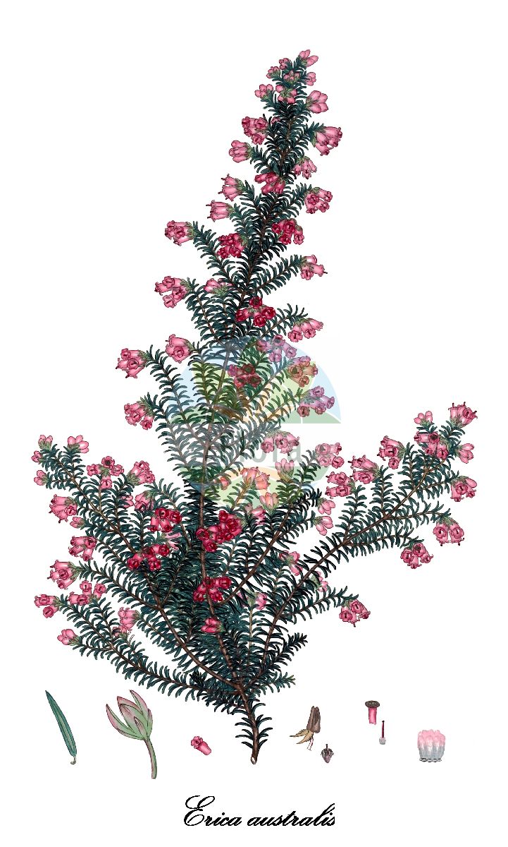 Historische Abbildung von Erica australis. Das Bild zeigt Blatt, Bluete, Frucht und Same. ---- Historical Drawing of Erica australis. The image is showing leaf, flower, fruit and seed.(Erica australis,Erica aragonensis,Erica occidentalis,Erica,Heide,Heath,Ericaceae,Heidekrautgewächse,Heath Family,Blatt,Bluete,Frucht,Same,leaf,flower,fruit,seed,Andrews (1802-1809))
