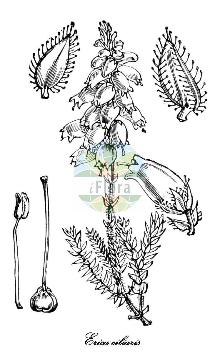 Historische Abbildung von Erica ciliaris (Wimper-Heide - Dorset Heath). Das Bild zeigt Blatt, Bluete, Frucht und Same. ---- Historical Drawing of Erica ciliaris (Wimper-Heide - Dorset Heath). The image is showing leaf, flower, fruit and seed.(Erica ciliaris,Wimper-Heide,Dorset Heath,Erica,Heide,Heath,Ericaceae,Heidekrautgewächse,Heath Family,Blatt,Bluete,Frucht,Same,leaf,flower,fruit,seed,Fitch et al. (1880))