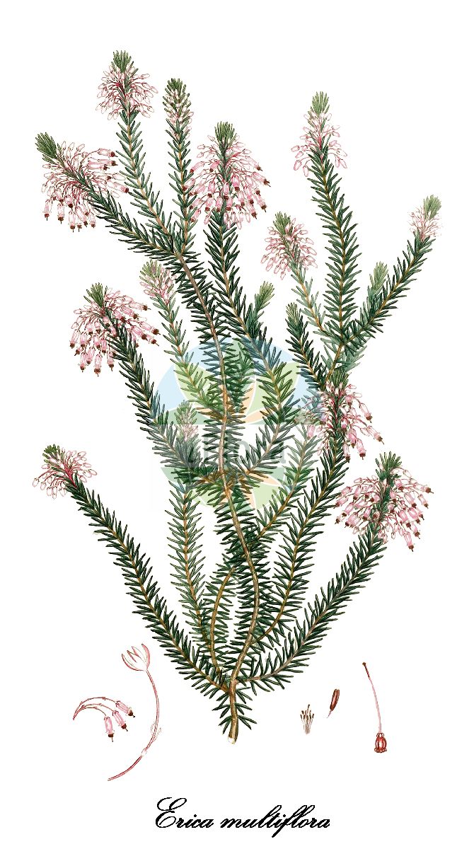 Historische Abbildung von Erica multiflora (Vielblütiges Heidekraut). Das Bild zeigt Blatt, Bluete, Frucht und Same. ---- Historical Drawing of Erica multiflora (Vielblütiges Heidekraut). The image is showing leaf, flower, fruit and seed.(Erica multiflora,Vielblütiges Heidekraut,Erica,Heide,Heath,Ericaceae,Heidekrautgewächse,Heath Family,Blatt,Bluete,Frucht,Same,leaf,flower,fruit,seed,Andrews (1802-1809))