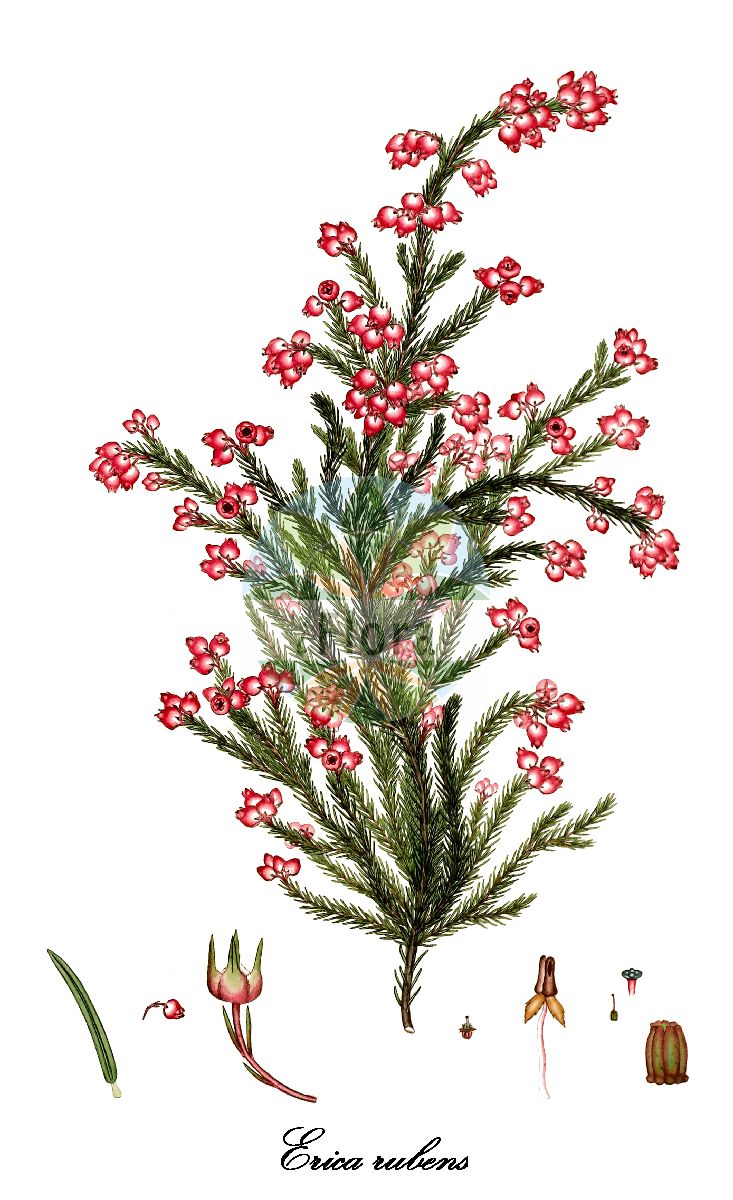 Historische Abbildung von Erica rubens. Das Bild zeigt Blatt, Bluete, Frucht und Same. ---- Historical Drawing of Erica rubens. The image is showing leaf, flower, fruit and seed.(Erica rubens,Erica,Heide,Heath,Ericaceae,Heidekrautgewächse,Heath Family,Blatt,Bluete,Frucht,Same,leaf,flower,fruit,seed,Andrews (1802-1809))