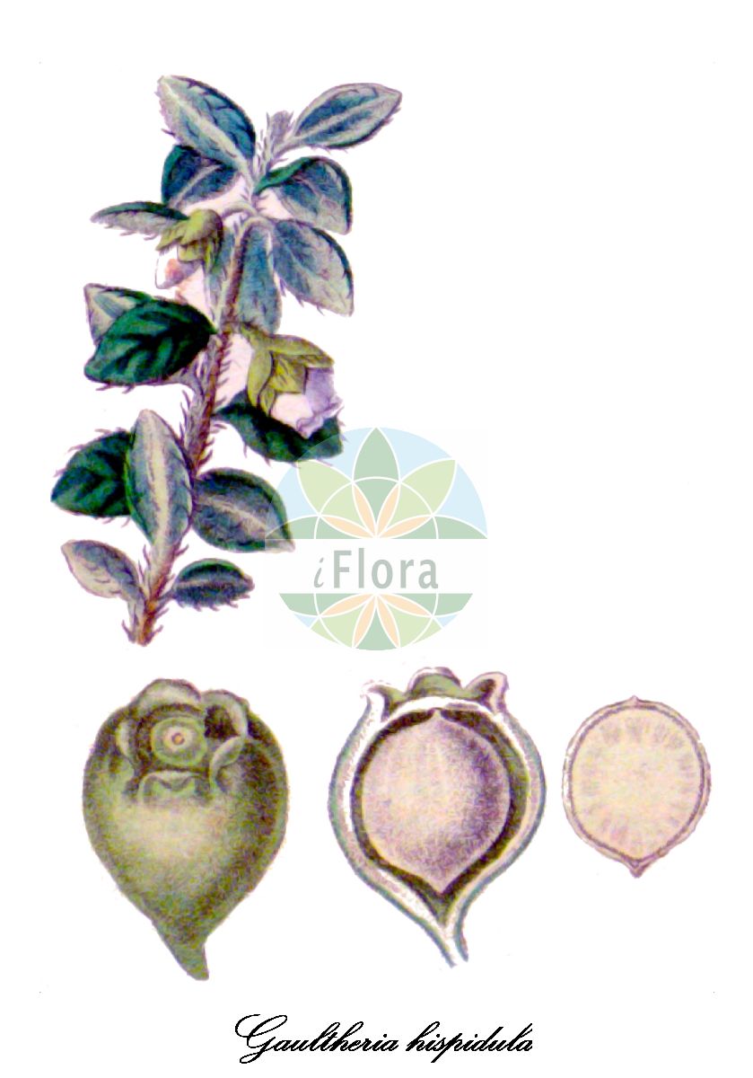 Historische Abbildung von Gaultheria hispidula (Creeping snowberry). Das Bild zeigt Blatt, Bluete, Frucht und Same. ---- Historical Drawing of Gaultheria hispidula (Creeping snowberry). The image is showing leaf, flower, fruit and seed.(Gaultheria hispidula,Creeping snowberry,Gaultheria,Rebhuhnbeere,Wintergreen,Ericaceae,Heidekrautgewächse,Heath Family,Blatt,Bluete,Frucht,Same,leaf,flower,fruit,seed,Pursh (1814))