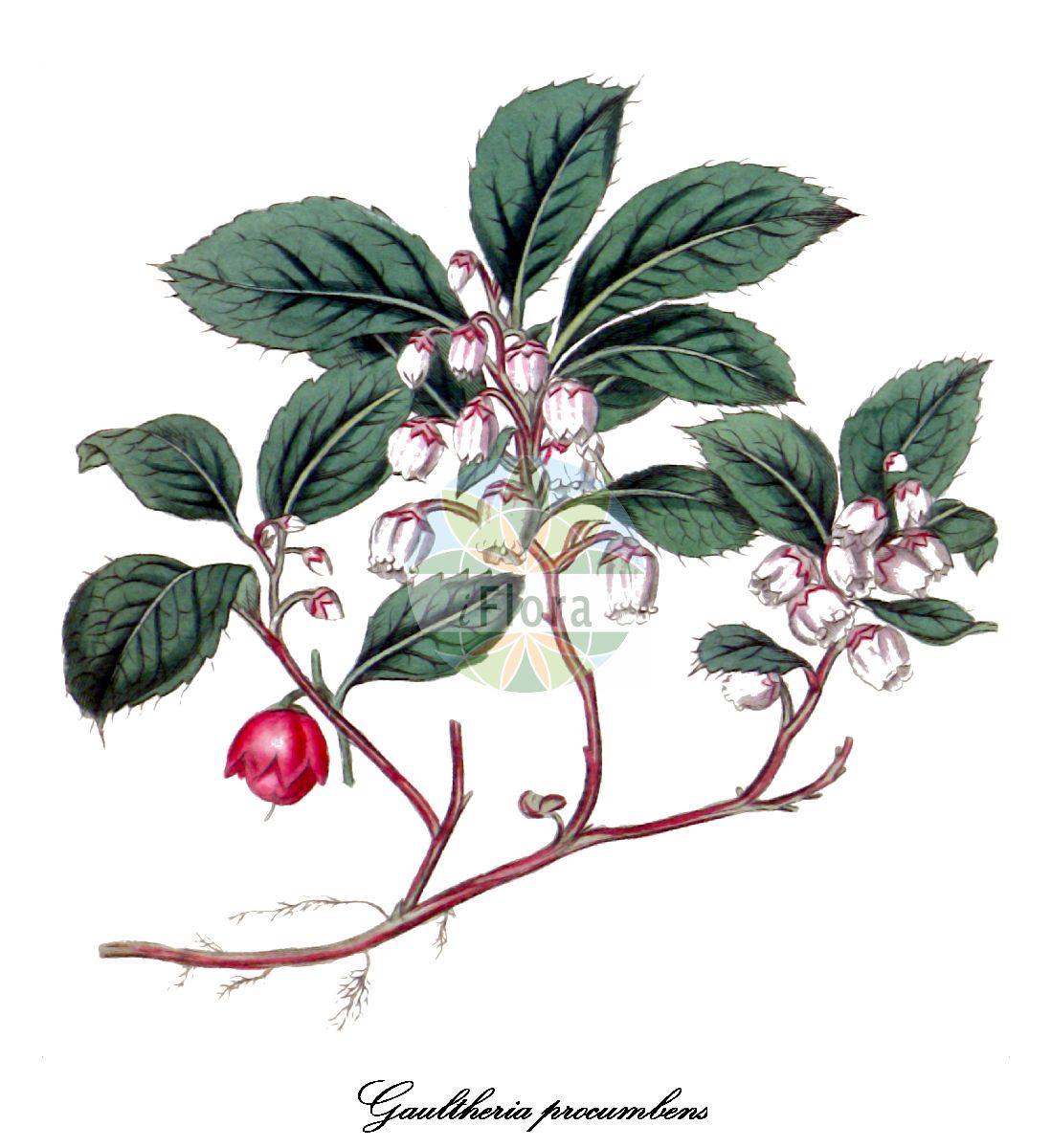 Historische Abbildung von Gaultheria procumbens (Niedere Rebhuhnbeere - Checkerberry). Das Bild zeigt Blatt, Bluete, Frucht und Same. ---- Historical Drawing of Gaultheria procumbens (Niedere Rebhuhnbeere - Checkerberry). The image is showing leaf, flower, fruit and seed.(Gaultheria procumbens,Niedere Rebhuhnbeere,Checkerberry,Gaultheria,Rebhuhnbeere,Wintergreen,Ericaceae,Heidekrautgewächse,Heath Family,Blatt,Bluete,Frucht,Same,leaf,flower,fruit,seed,Curtis Botanical Magazine (1818))