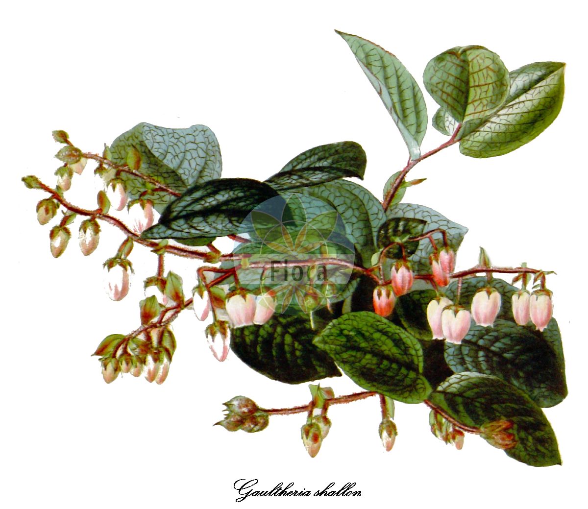 Historische Abbildung von Gaultheria shallon (Hohe Rebhuhnbeere - Shallon). Das Bild zeigt Blatt, Bluete, Frucht und Same. ---- Historical Drawing of Gaultheria shallon (Hohe Rebhuhnbeere - Shallon). The image is showing leaf, flower, fruit and seed.(Gaultheria shallon,Hohe Rebhuhnbeere,Shallon,Gaultheria,Rebhuhnbeere,Wintergreen,Ericaceae,Heidekrautgewächse,Heath Family,Blatt,Bluete,Frucht,Same,leaf,flower,fruit,seed,The botanical cabinet (1827f))