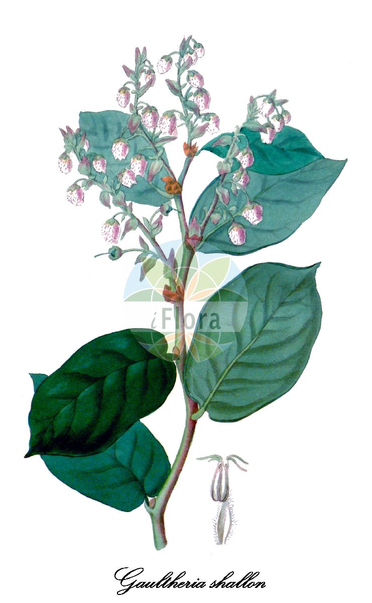 Historische Abbildung von Gaultheria shallon (Hohe Rebhuhnbeere - Shallon). Das Bild zeigt Blatt, Bluete, Frucht und Same. ---- Historical Drawing of Gaultheria shallon (Hohe Rebhuhnbeere - Shallon). The image is showing leaf, flower, fruit and seed.(Gaultheria shallon,Hohe Rebhuhnbeere,Shallon,Gaultheria,Rebhuhnbeere,Wintergreen,Ericaceae,Heidekrautgewächse,Heath Family,Blatt,Bluete,Frucht,Same,leaf,flower,fruit,seed,Pursh (1814))