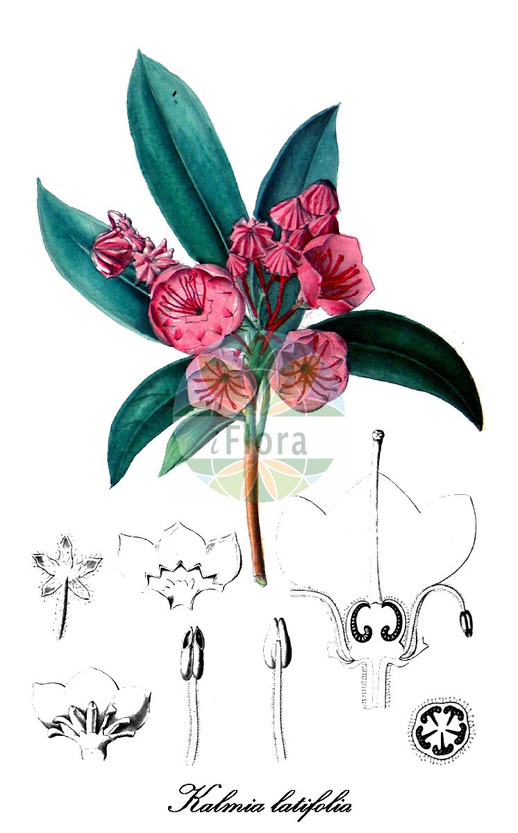 Historische Abbildung von Kalmia latifolia (Breitblättrige Lorbeerrose - Mountain laurel). Das Bild zeigt Blatt, Bluete, Frucht und Same. ---- Historical Drawing of Kalmia latifolia (Breitblättrige Lorbeerrose - Mountain laurel). The image is showing leaf, flower, fruit and seed.(Kalmia latifolia,Breitblättrige Lorbeerrose,Mountain laurel,Breitblaettriger Berglorbeer,Kalmia,Kalmia,Lorbeerrose,laurel,Ericaceae,Heidekrautgewächse,Heath Family,Blatt,Bluete,Frucht,Same,leaf,flower,fruit,seed,Spach (1834-1847))