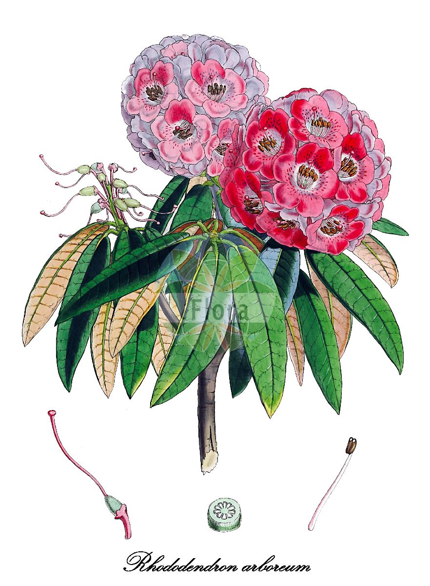 Historische Abbildung von Rhododendron arboreum (Baum-Rhododendron). Das Bild zeigt Blatt, Bluete, Frucht und Same. ---- Historical Drawing of Rhododendron arboreum (Baum-Rhododendron). The image is showing leaf, flower, fruit and seed.(Rhododendron arboreum,Baum-Rhododendron,Rhododendron,Alpenrose,Azalea,Ericaceae,Heidekrautgewächse,Heath Family,Blatt,Bluete,Frucht,Same,leaf,flower,fruit,seed,Hooker (1849))