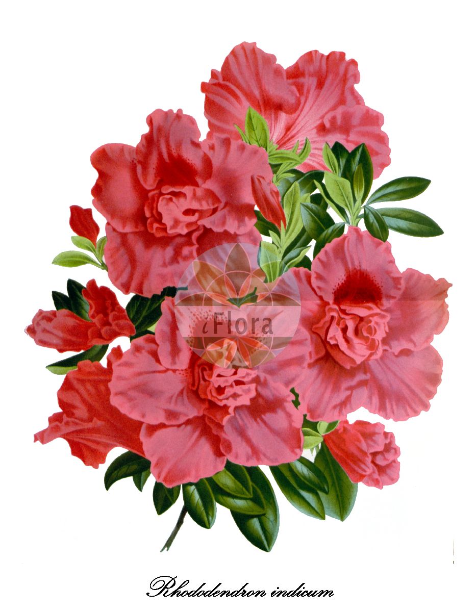Historische Abbildung von Rhododendron indicum. Das Bild zeigt Blatt, Bluete, Frucht und Same. ---- Historical Drawing of Rhododendron indicum. The image is showing leaf, flower, fruit and seed.(Rhododendron indicum,Rhododendron,Alpenrose,Azalea,Ericaceae,Heidekrautgewächse,Heath Family,Blatt,Bluete,Frucht,Same,leaf,flower,fruit,seed,Flore des serres et des jardin de l’Europe (1845-1880))