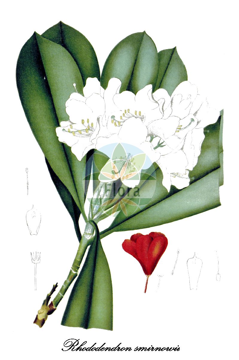 Historische Abbildung von Rhododendron smirnowii. Das Bild zeigt Blatt, Bluete, Frucht und Same. ---- Historical Drawing of Rhododendron smirnowii. The image is showing leaf, flower, fruit and seed.(Rhododendron smirnowii,Rhododendron,Alpenrose,Azalea,Ericaceae,Heidekrautgewächse,Heath Family,Blatt,Bluete,Frucht,Same,leaf,flower,fruit,seed,Gartenflora (1886))