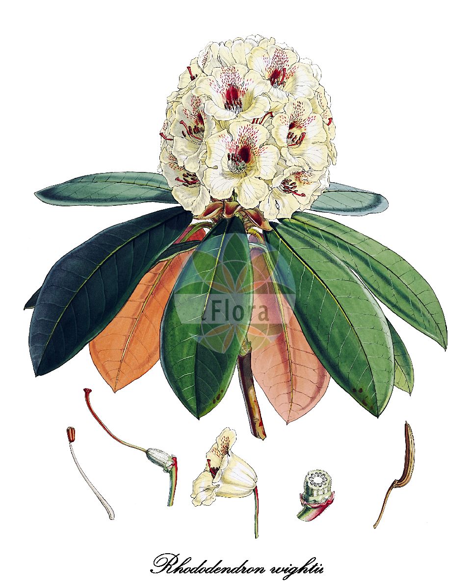 Historische Abbildung von Rhododendron wightii. Das Bild zeigt Blatt, Bluete, Frucht und Same. ---- Historical Drawing of Rhododendron wightii. The image is showing leaf, flower, fruit and seed.(Rhododendron wightii,Rhododendron,Alpenrose,Azalea,Ericaceae,Heidekrautgewächse,Heath Family,Blatt,Bluete,Frucht,Same,leaf,flower,fruit,seed,Hooker (1849))