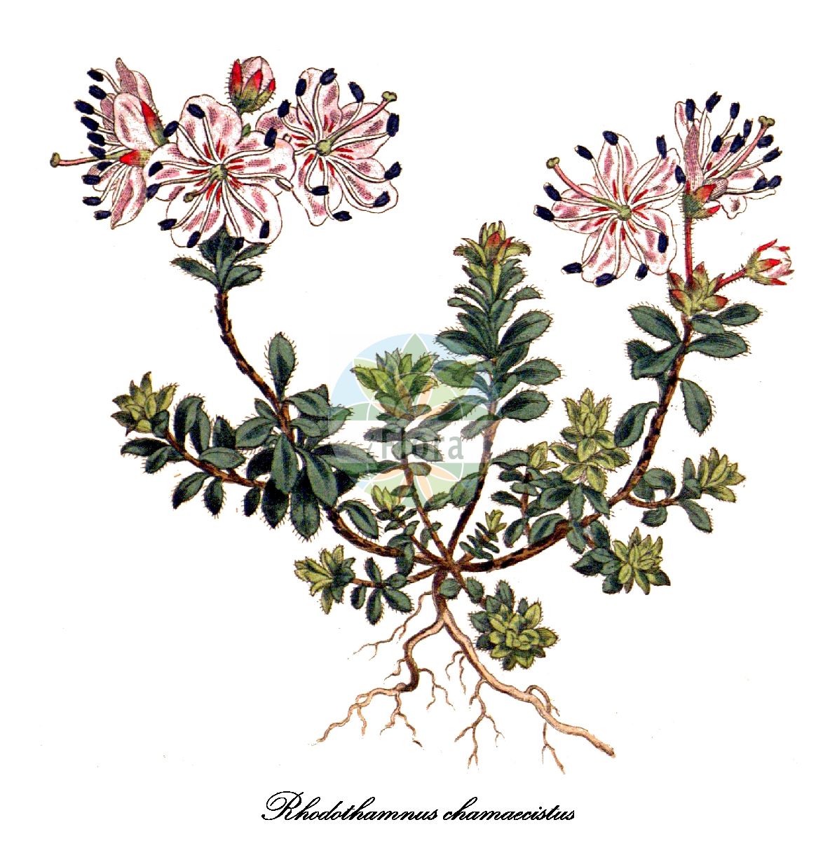 Historische Abbildung von Rhodothamnus chamaecistus (Zwergalpenrose - Dwarf Alpenrose). Das Bild zeigt Blatt, Bluete, Frucht und Same. ---- Historical Drawing of Rhodothamnus chamaecistus (Zwergalpenrose - Dwarf Alpenrose). The image is showing leaf, flower, fruit and seed.(Rhodothamnus chamaecistus,Zwergalpenrose,Dwarf Alpenrose,Rhododendron chamaecistus,Ground Cistus,Rhodothamnus,Zwergalpenrose,Ground Cistus,Ericaceae,Heidekrautgewächse,Heath Family,Blatt,Bluete,Frucht,Same,leaf,flower,fruit,seed)