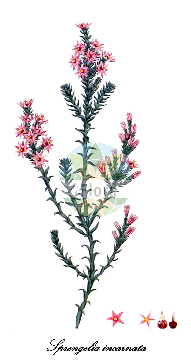 Historische Abbildung von Sprengelia incarnata. Das Bild zeigt Blatt, Bluete, Frucht und Same. ---- Historical Drawing of Sprengelia incarnata. The image is showing leaf, flower, fruit and seed.(Sprengelia incarnata,Sprengelia,Sprengelia,Ericaceae,Heidekrautgewächse,Heath Family,Blatt,Bluete,Frucht,Same,leaf,flower,fruit,seed,The botanist’s repository (1797-1798))