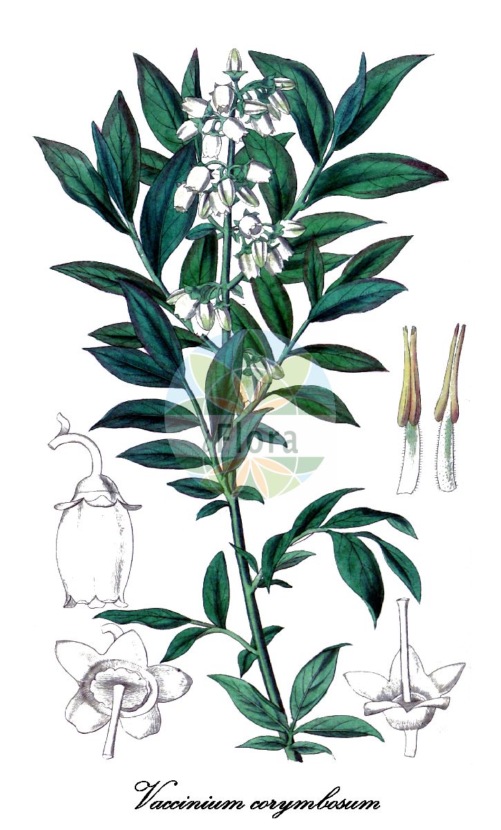 Historische Abbildung von Vaccinium corymbosum (Amerikanische Heidelbeere - Blueberry). Das Bild zeigt Blatt, Bluete, Frucht und Same. ---- Historical Drawing of Vaccinium corymbosum (Amerikanische Heidelbeere - Blueberry). The image is showing leaf, flower, fruit and seed.(Vaccinium corymbosum,Amerikanische Heidelbeere,Blueberry,Vaccinium,Heidelbeere,Blueberry,Ericaceae,Heidekrautgewächse,Heath Family,Blatt,Bluete,Frucht,Same,leaf,flower,fruit,seed,Curtis Botanical Magazine (1835))