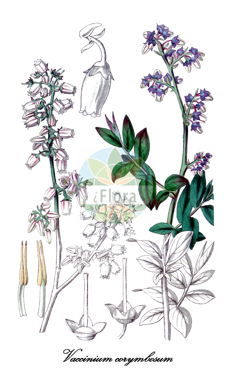 Historische Abbildung von Vaccinium corymbosum (Amerikanische Heidelbeere - Blueberry). Das Bild zeigt Blatt, Bluete, Frucht und Same. ---- Historical Drawing of Vaccinium corymbosum (Amerikanische Heidelbeere - Blueberry). The image is showing leaf, flower, fruit and seed.(Vaccinium corymbosum,Amerikanische Heidelbeere,Blueberry,Vaccinium,Heidelbeere,Blueberry,Ericaceae,Heidekrautgewächse,Heath Family,Blatt,Bluete,Frucht,Same,leaf,flower,fruit,seed,Curtis Botanical Magazine (1835))