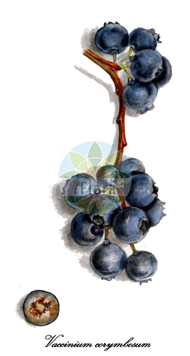 Historische Abbildung von Vaccinium corymbosum (Amerikanische Heidelbeere - Blueberry). Das Bild zeigt Blatt, Bluete, Frucht und Same. ---- Historical Drawing of Vaccinium corymbosum (Amerikanische Heidelbeere - Blueberry). The image is showing leaf, flower, fruit and seed.(Vaccinium corymbosum,Amerikanische Heidelbeere,Blueberry,Vaccinium,Heidelbeere,Blueberry,Ericaceae,Heidekrautgewächse,Heath Family,Blatt,Bluete,Frucht,Same,leaf,flower,fruit,seed,USDA Pomological Watercolor Collection (1872-1948))