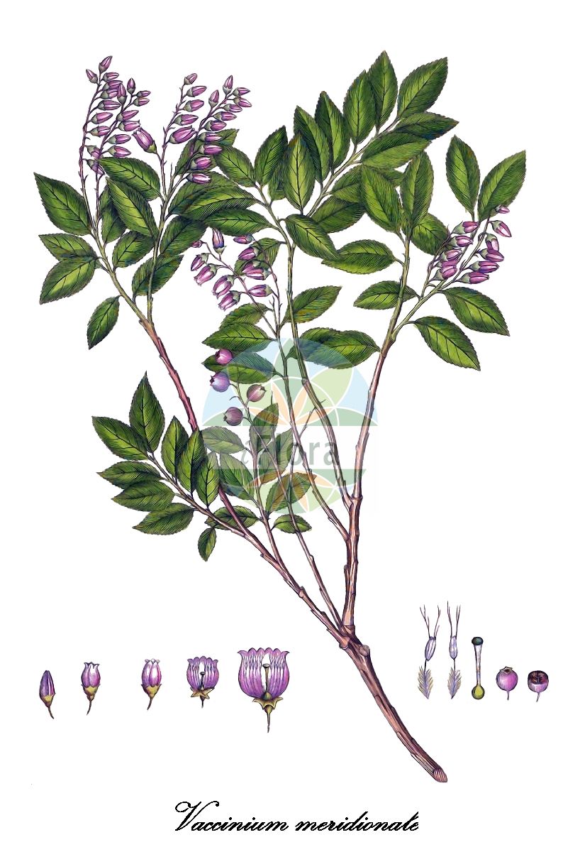 Historische Abbildung von Vaccinium meridionale. Das Bild zeigt Blatt, Bluete, Frucht und Same. ---- Historical Drawing of Vaccinium meridionale. The image is showing leaf, flower, fruit and seed.(Vaccinium meridionale,Vaccinium,Heidelbeere,Blueberry,Ericaceae,Heidekrautgewächse,Heath Family,Blatt,Bluete,Frucht,Same,leaf,flower,fruit,seed,Swartz (1794))