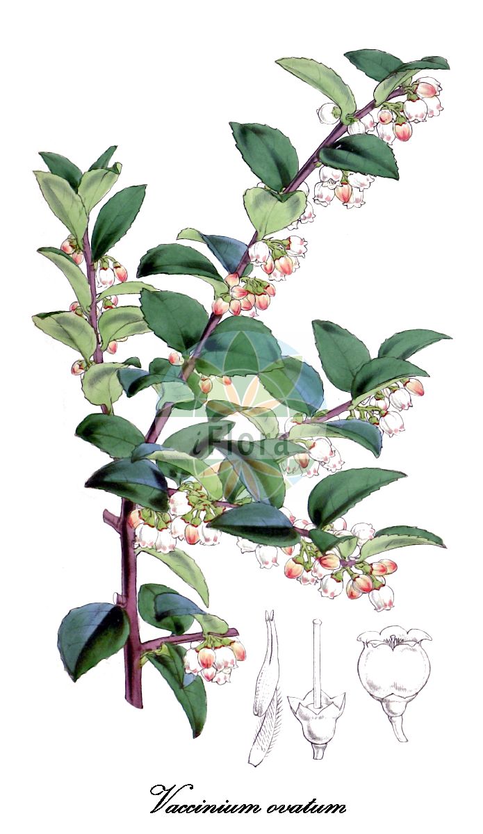 Historische Abbildung von Vaccinium ovatum (California huckleberry). Das Bild zeigt Blatt, Bluete, Frucht und Same. ---- Historical Drawing of Vaccinium ovatum (California huckleberry). The image is showing leaf, flower, fruit and seed.(Vaccinium ovatum,California huckleberry,Vaccinium,Heidelbeere,Blueberry,Ericaceae,Heidekrautgewächse,Heath Family,Blatt,Bluete,Frucht,Same,leaf,flower,fruit,seed,Curtis Botanical Magazine (1853))