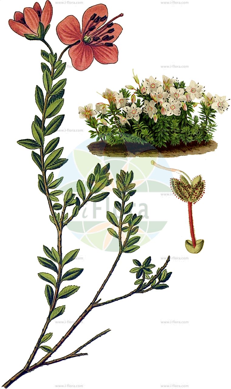 Rhodothamnus chamaecistus - Ericaceae,Plantae,Pteridobiotina,Angiosperms,Ericales,Ericaceae,Ericoideae,Rhodothamnus,Rhodothamnus chamaecistus,Adodendron chamaecistus, Chamaecistus austriacus, Rhododendron chamaecistus, Rhododendron cistiflorum,Zwergalpenrose;dwarf alpenrose;ground cistus;rhododendron nain;rhodothamne ciste nain;rododendro cistino;рододендрон карликовый;родотамнус низкорослый;patuljasti sleč;navadni slečnik