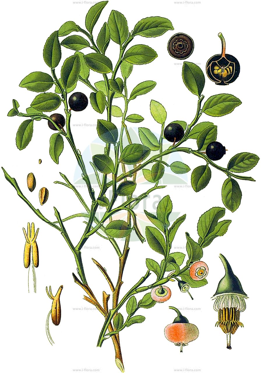 Vaccinium myrtillus - Ericaceae,Plantae,Pteridobiotina,Angiosperms,Ericales,Ericaceae,Vaccinioideae,Vaccinium,Vaccinium myrtillus,Myrtillus niger, Myrtillus nigra, Myrtillus sylvaticus, Myrtillus uliginosus var. microphylla, Vaccinium myrtillus var. oreophilum, Vaccinium oreophilum, Vitis-idaea myrtillus,Heidelbeere;Blaubeere;Bickbeere;bilberry;whortleberry;blackberry;blaeberry;blueberry;cummon bilberry;Myrtille;airelle myrtille;brimbelle;airelle noir;airelle noire;aire;airelle;aradech;bleuet;cousinier;gueule noire;lucet;maurette;pouriot;raisin de bruyère;raisin des bois;arandano;mirtillo;arándano;mirtilo;Mirtillo nero;bagolo;baggiolo;roode ribes;blauwe bosbes;arando;mirtilo;uva-do-monte;черника;ayıüzümü;boronica;thrashegër;thrashegra mërsinës;abaixoner;nabiu;nadiu;navissera;navissera comuna;raïms de pastor;obična borovnica;blåbär;almindelig blåbær;blåbær;borówka czarna;borovnica;črnica;fekete áfonya;borůvka;brusnice borůvka;afin;čučoriedka čierná;čučoriedka obyčajná;чорниця;черна боровинка;mustikas;mellene;blåbær;mustikka;aðalbláberjalyng;обична боровница;mėlynė;hēi guǒ yuè jié;黑果越桔