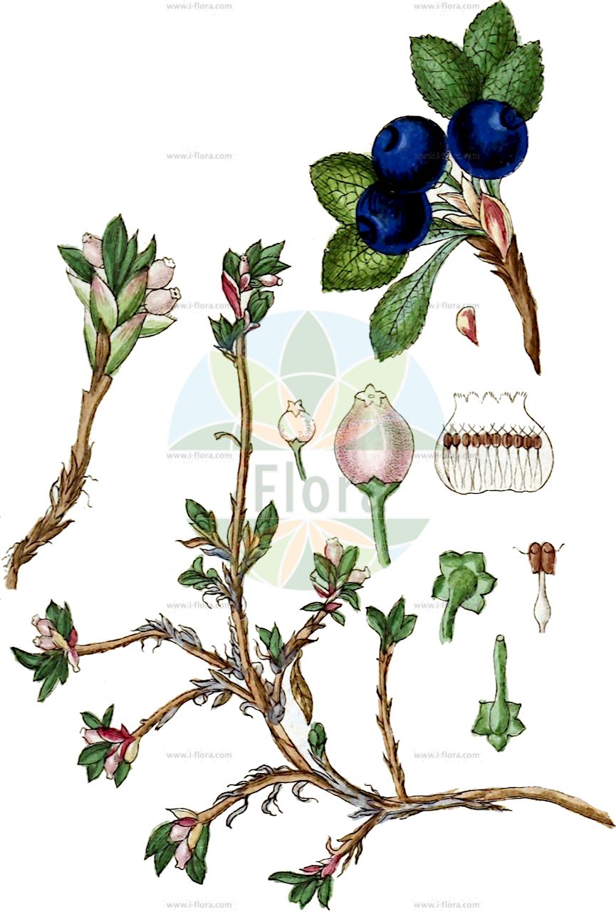 Arctous alpina - Ericaceae,Plantae,Pteridobiotina,Angiosperms,Ericales,Ericaceae,Arbutoideae,Arctous,Arctous alpina,Arbutus alpina, Arctostaphylos alpina, Arctous alpina subsp. rubra, Arctous alpina var. alpina, Arctous alpina var. japonica, Arctous erythrocarpa, Arctous japonica, Mairrania alpina, Uva-ursi alpina,Alpen-Bärentraube;Alpen-Bärentraube;arctic bearberry;alpine bearberry;torpedoberry;alpine ptarmigan berry;black bearberry;Raisin d'ours des Alpes;busserole alpine;arbousier des Alpes;arbousier nain;busserolle des Alpes;raisin d'ours des Alpes;Corbezzolo alpino;arbuto alpino;uva d'orso alpina;corbezzolo alpino;rossello alpino;uva orsina alpina;толокнянка альпийская;rrush arushe;boixerola alpina;zelenkasti opirnik;ripbär;bjerg-melbærris;alpski gornik