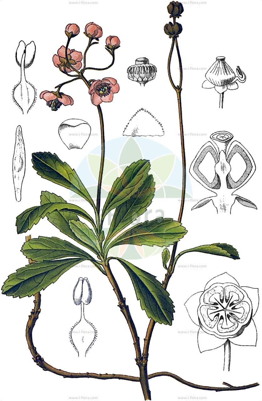 Chimaphila umbellata - Ericaceae,Plantae,Pteridobiotina,Angiosperms,Ericales,Ericaceae,Pyroloidaea,Chimaphila,Chimaphila umbellata,Chimaphila umbellata, Pipseva officinalis, Pseva umbellata, Pyrola corymbosa, Pyrola umbellata, Pyrola verticillata,Dolden-Winterlieb;Winterlieb;Doldiges Winterlieb;pipsissewa;chimaphile à ombelles;common pipsissewa;umbellate wintergreen;Chimaphile ombellée;chimaphile en ombelle;pirole en ombelle;Chimafila;зимолюбка зонтичная;zelenčić;ryl;skærm-vintergrøn;pomocnik baldaszkowy;kobulasti zelenček;közönséges ernyőskörtike;zimozelen okoličnatý;verdeata iernii;zimoľub okolíkatý;зимолюбка зонтична;harilik talvik;čemuru palēks;bittergrønn;sarjatalvikki;skėrinė marenikė;sǎn xíng xǐ dōng cǎo;伞形喜冬草