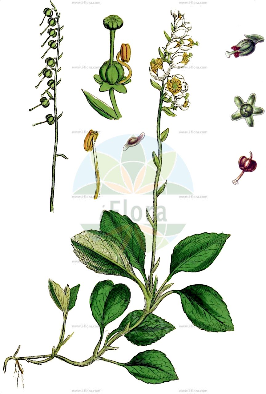 Orthilia secunda - Ericaceae,Plantae,Pteridobiotina,Angiosperms,Ericales,Ericaceae,Pyroloidaea,Orthilia,Orthilia secunda,Actinocyclus secundus, Actinocyclus secundus var. elatior, Orthilia dentata, Orthilia elatior, Orthilia kareliniana, Orthilia nummularia, Orthilia obtusata, Orthilia obtusata var. xizangensis, Orthilia parvifolia, Orthilia procumbens, Orthilia secunda subsp. obtusata, Orthilia secunda var. nummularia, Orthilia secunda var. obtusata, Pyrola alpestris, Pyrola atrovirens, Pyrola elatior, Pyrola hybrida, Pyrola longifolia, Pyrola nummularia, Pyrola obtusata, Pyrola obtusata, Pyrola pedemontana, Pyrola rossica, Pyrola secunda, Pyrola secunda subsp. obtusata, Pyrola secunda var. nummularia, Pyrola secunda var. obtusata, Pyrola secunda var. pumila, Pyrola secunda var. vulgaris, Pyrola winkleriana, Ramischia elatior, Ramischia kareliniana, Ramischia obtusata, Ramischia secunda, Ramischia secunda subsp. obtusata, Ramischia secunda var. elatior, Ramischia secundiflora, Ramischia secundiflora subsp. obtusata, Ramischia secundiflora var. obtusata,Nickendes Birngrün;Nickendes Wintergrün;Birngrün;Einseitswendiges Wintergrün;serrated wintergreen;nodding wintergreen;toothed wintergreen;sidebells wintergreen;Pyrole unilatérale;orthilie unilatérale;peralito;Piroletta pendula;eenzijdig wintergroen;ортилия однобокая;keklikdüğmesi;ortilie;pírola secunda;kimajuća kruščica;björkpyrola;ensidig vintergrøn;gruszkówka jednostronna;gruszyczka jednostronna;gruszynka jednostronna;ortylia jednostronna;ramiszja jednostronna;koichiyakusô;コイチヤクソウ;enostranska hruškolistka;gyöngyvirágos-körtike;hruštice jednostranná;hruštica jednostranná;ортилія однобока;едностранно наваличе;harilik lakkleht;laimes palēcitē;nikkevintergrønn;nuokkutalvikki;grænlilja;vienašalė užgina;dan ce hua;单侧花