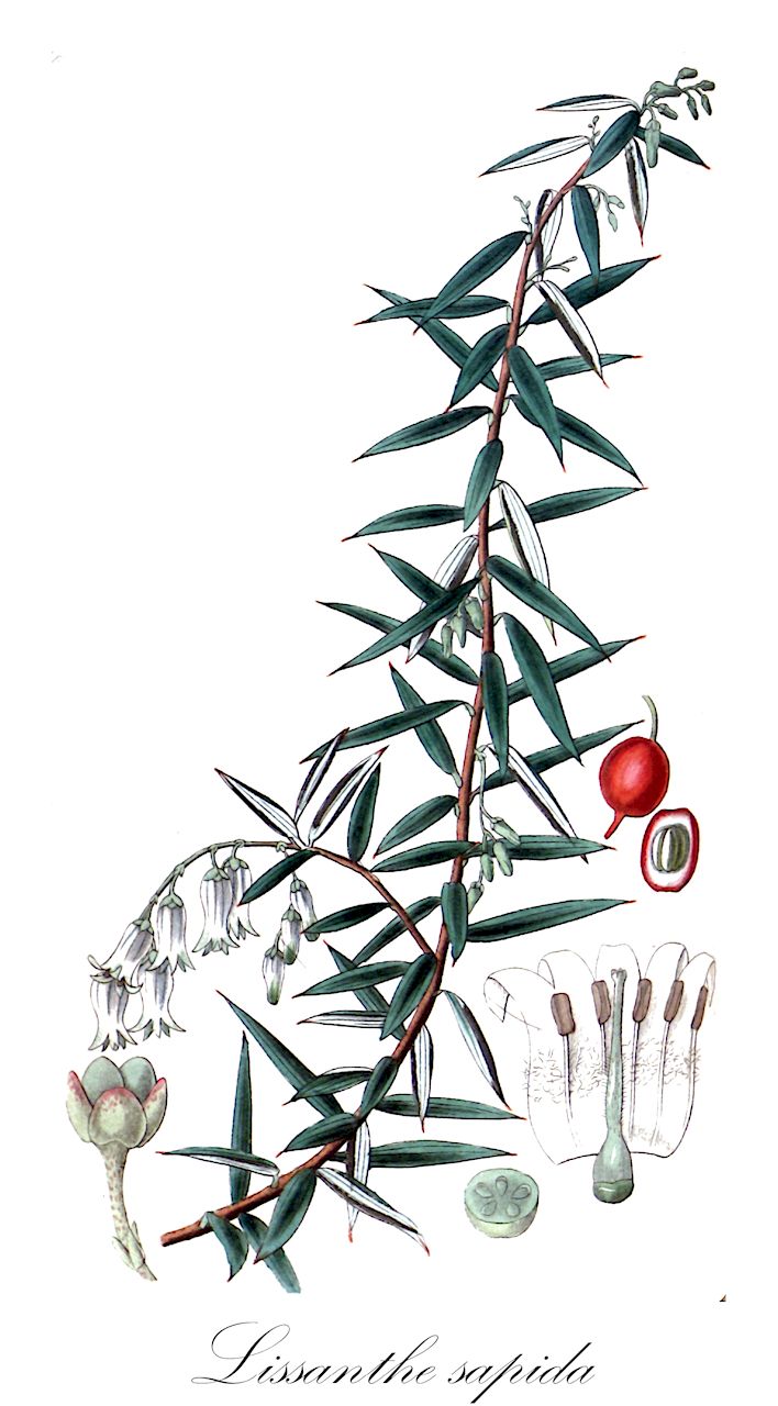 Lissanthe sapida - Ericaceae,Plantae,Pteridobiotina,Angiosperms,Ericales,Ericaceae,Epacridoideae,Lissanthe,Lissanthe sapida,Styphelia sapida