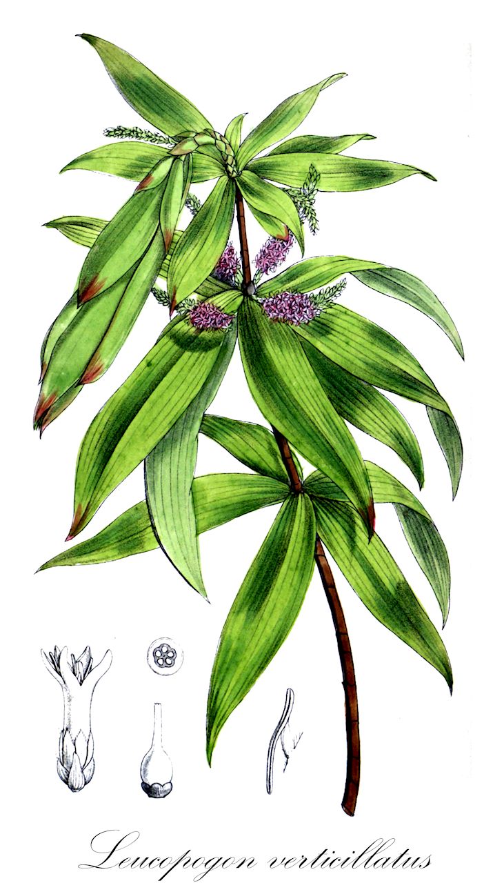 Leucopogon verticillatus - Ericaceae,Plantae,Pteridobiotina,Angiosperms,Ericales,Ericaceae,Epacridoideae,Leucopogon,Leucopogon verticillatus,Leucopogon glaucescens, Lissanthe verticillata, Styphelia verticillata