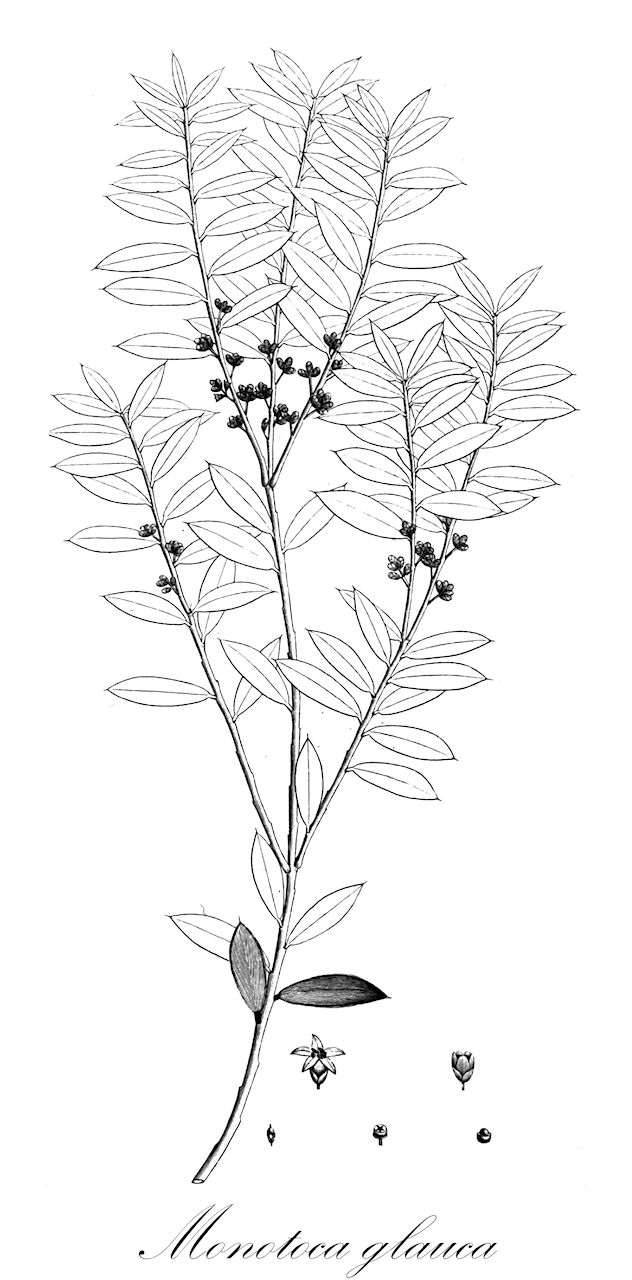 Monotoca glauca - Ericaceae,Plantae,Pteridobiotina,Angiosperms,Ericales,Ericaceae,Epacridoideae,Monotoca,Monotoca glauca,Monotoca lineata, Styphelia glauca
