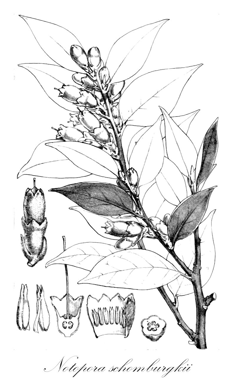 Notopora schomburgkii - Ericaceae,Plantae,Pteridobiotina,Angiosperms,Ericales,Ericaceae,Vaccinioideae,Notopora,Notopora schomburgkii