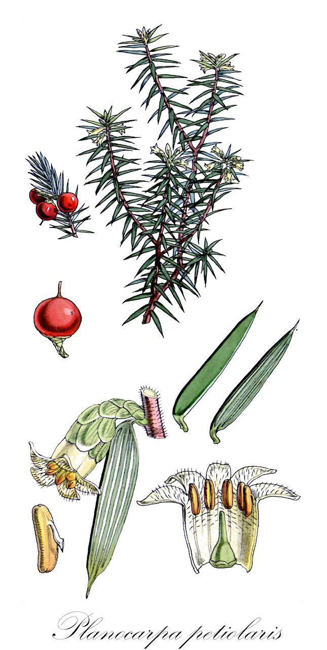 Planocarpa petiolaris - Ericaceae,Plantae,Pteridobiotina,Angiosperms,Ericales,Ericaceae,Epacridoideae,Planocarpa,Planocarpa petiolaris,Cyathodes adscendens, Cyathodes petiolaris, Leucopogon petiolaris, Styphelia hookeri, Styphelia petiolaris