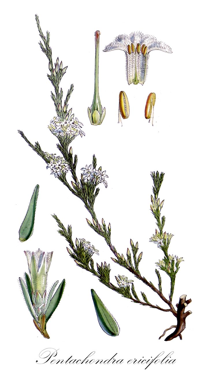 Pentachondra ericifolia - Ericaceae,Plantae,Pteridobiotina,Angiosperms,Ericales,Ericaceae,Epacridoideae,Pentachondra,Pentachondra ericifolia,Trochocarpa ericifolia