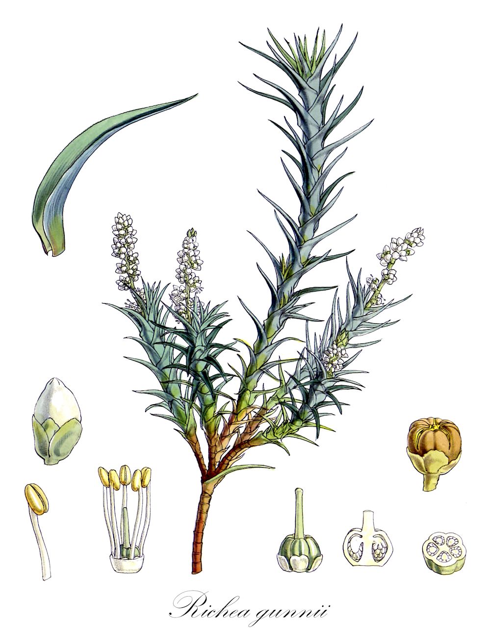 Richea gunnii - Ericaceae,Plantae,Pteridobiotina,Angiosperms,Ericales,Ericaceae,Epacridoideae,Richea,Richea gunnii,Cystanthe gunnii
