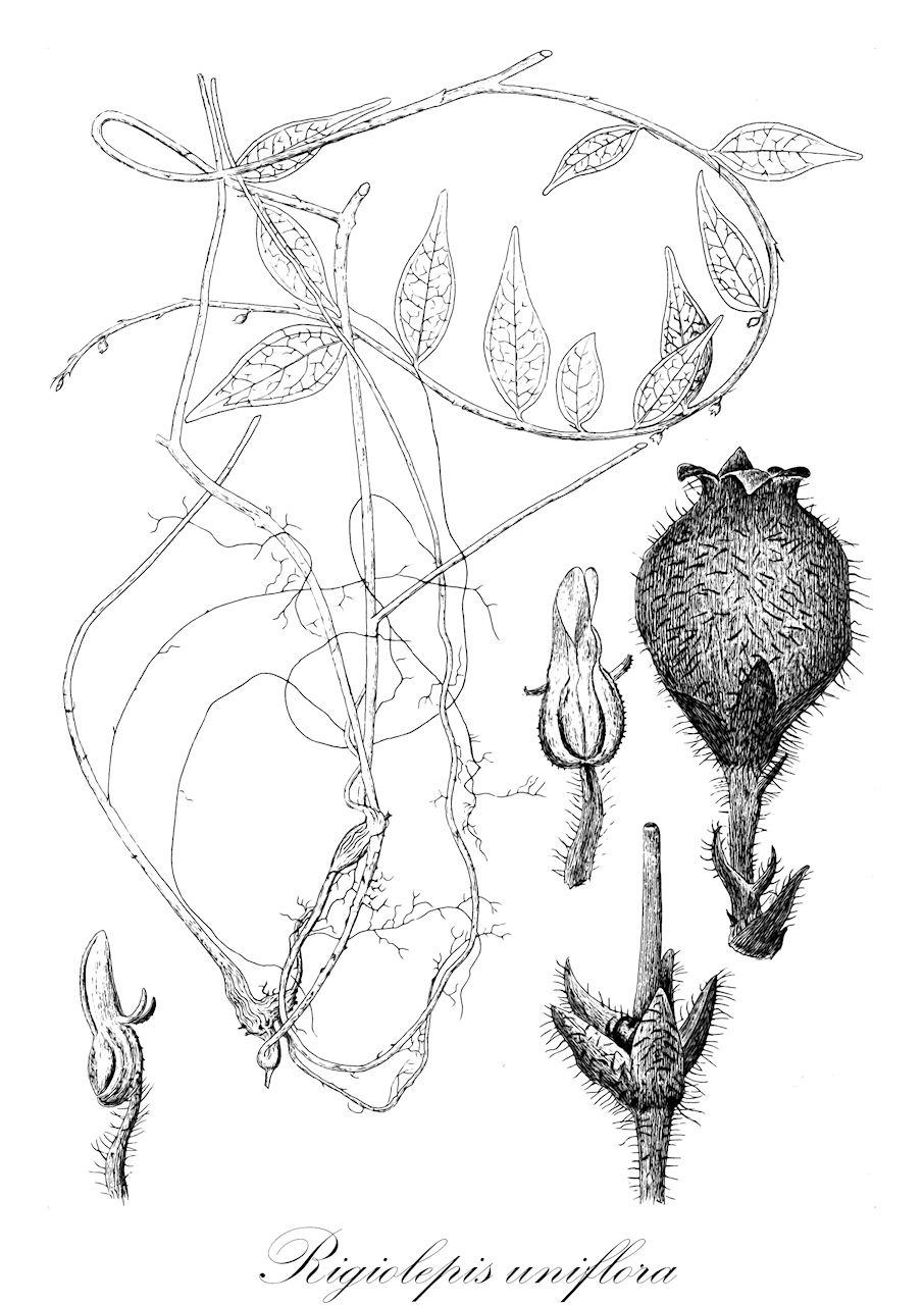 Rigiolepis uniflora - Ericaceae,Plantae,Pteridobiotina,Angiosperms,Ericales,Ericaceae,Vaccinioideae,Rigiolepis,Rigiolepis uniflora,Vaccinium uniflorum