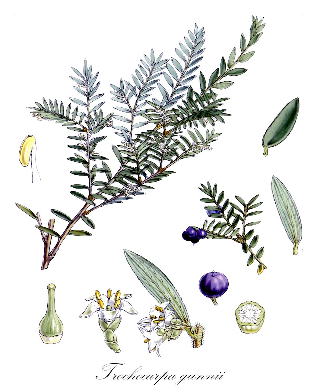 Trochocarpa gunnii - Ericaceae,Plantae,Pteridobiotina,Angiosperms,Ericales,Ericaceae,Epacridoideae,Trochocarpa,Trochocarpa gunnii,Decaspora gunnii