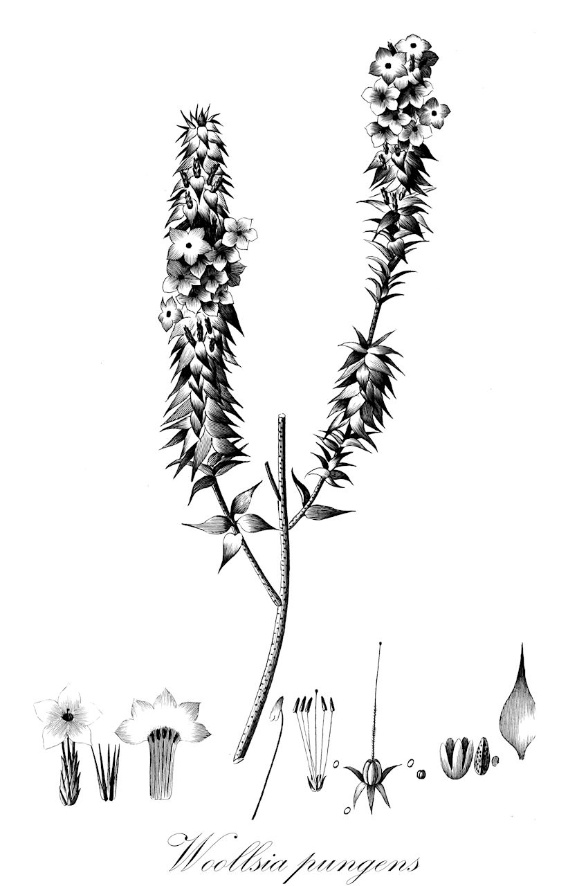 Woollsia pungens - Ericaceae,Plantae,Pteridobiotina,Angiosperms,Ericales,Ericaceae,Epacridoideae,Woollsia,Woollsia pungens,Epacris attenuata, Epacris odorata, Epacris pungens, Epacris rosea, Lysinema attenuatum, Lysinema pungens, Lysinema roseum, Lysinema ruscifolium, Lysinema sieberi